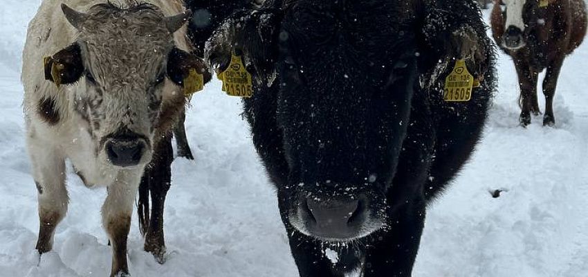 Svaneti Freeride camp - Изображение 0